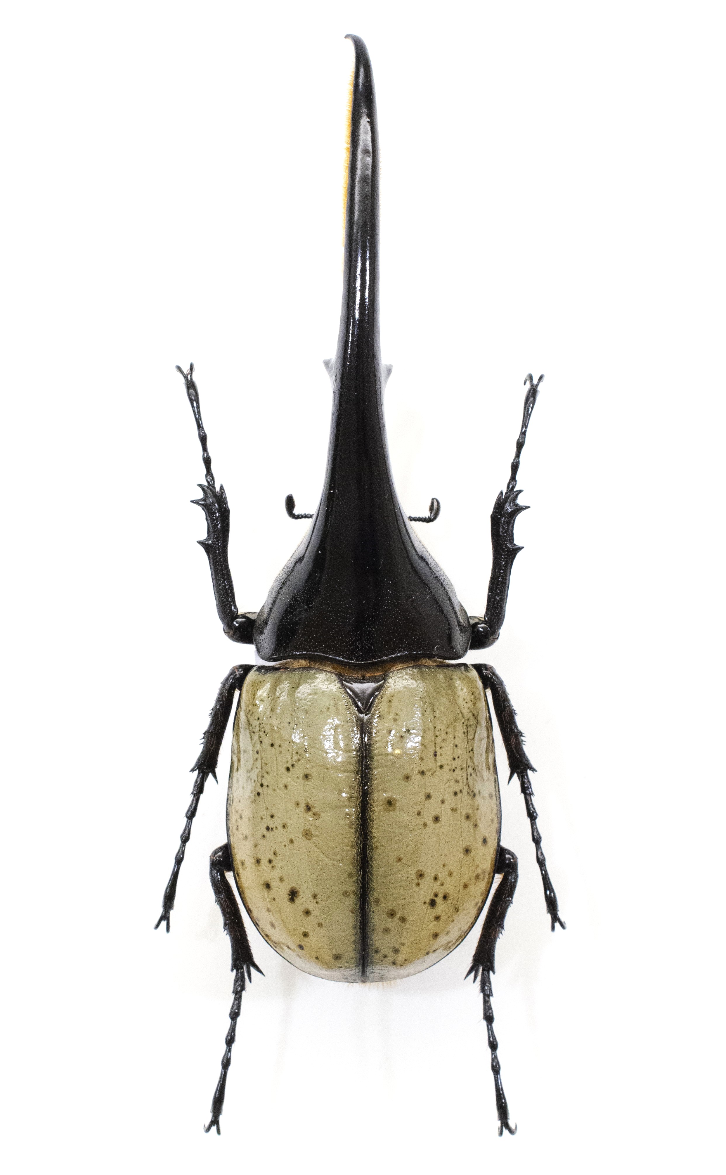 カブトムシ展足標本